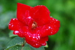 一重の赤い薔薇