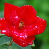 一重の赤い薔薇