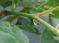薔薇の茎の雫