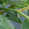 薔薇の茎の雫