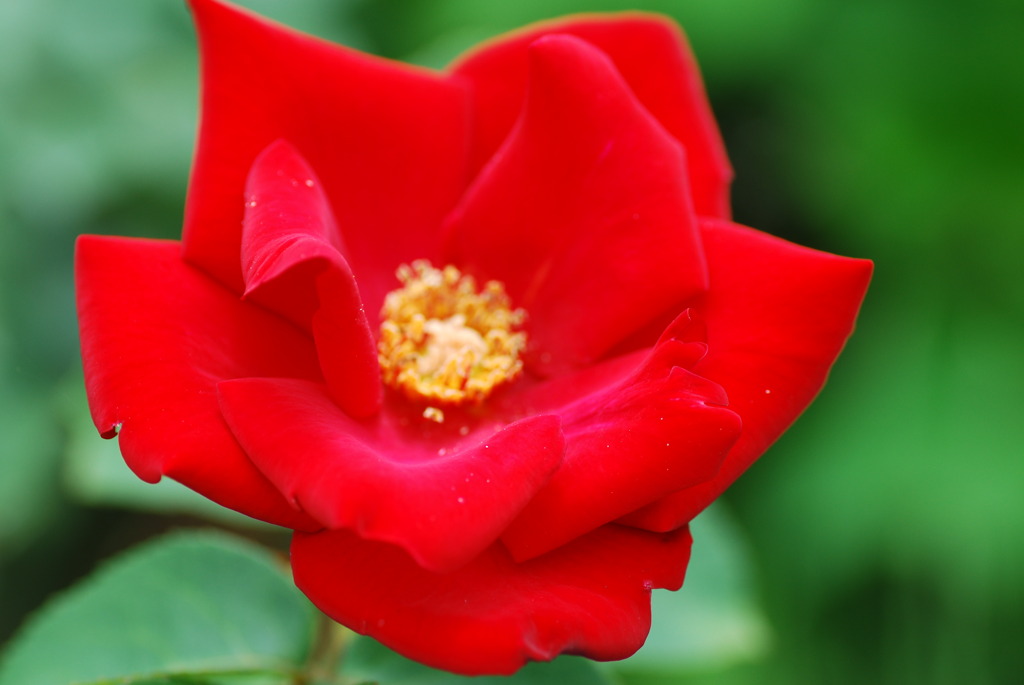 一重の赤い薔薇