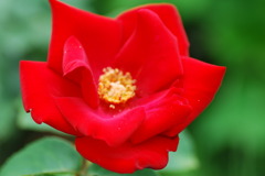 一重の赤い薔薇