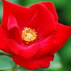 一重の赤い薔薇