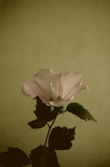  Hibiscus syriacus：無窮花
