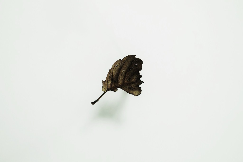 Leaf:autumn02