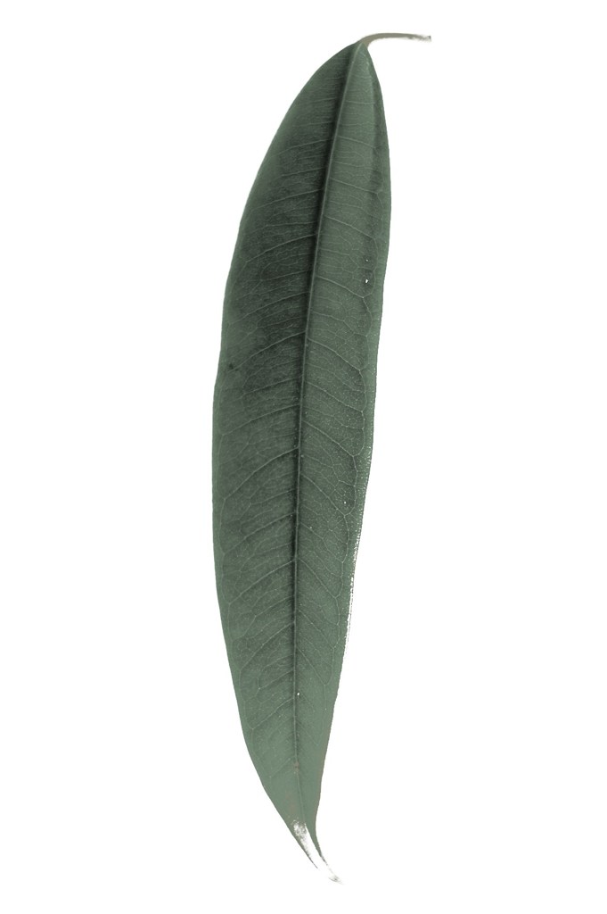 Leaf:autumn05