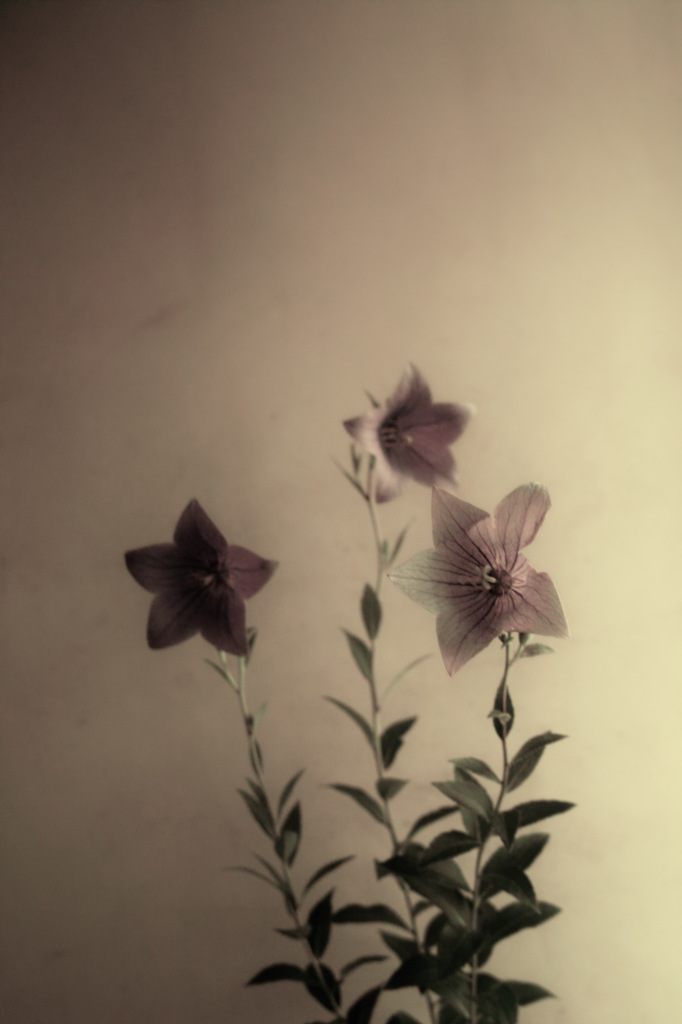 balloon flower:桔梗