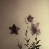 balloon flower:桔梗