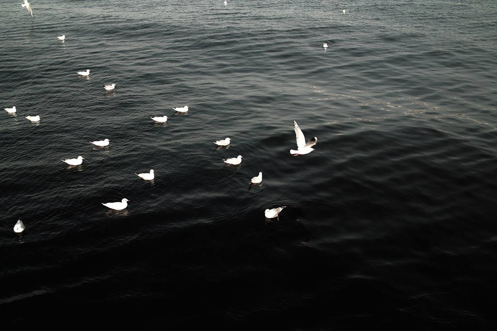 Jonathan Livingston Seagull：1