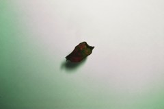 Leaf:autumn09