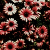 Wild Flower:2