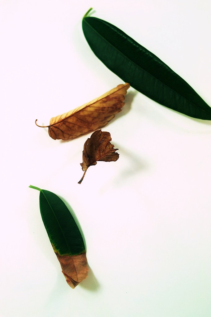 Leaf:autumn01