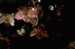 Helleborus:(クリスマスローズ）