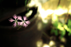 Dianthus superbus var. longicalycinus:撫子