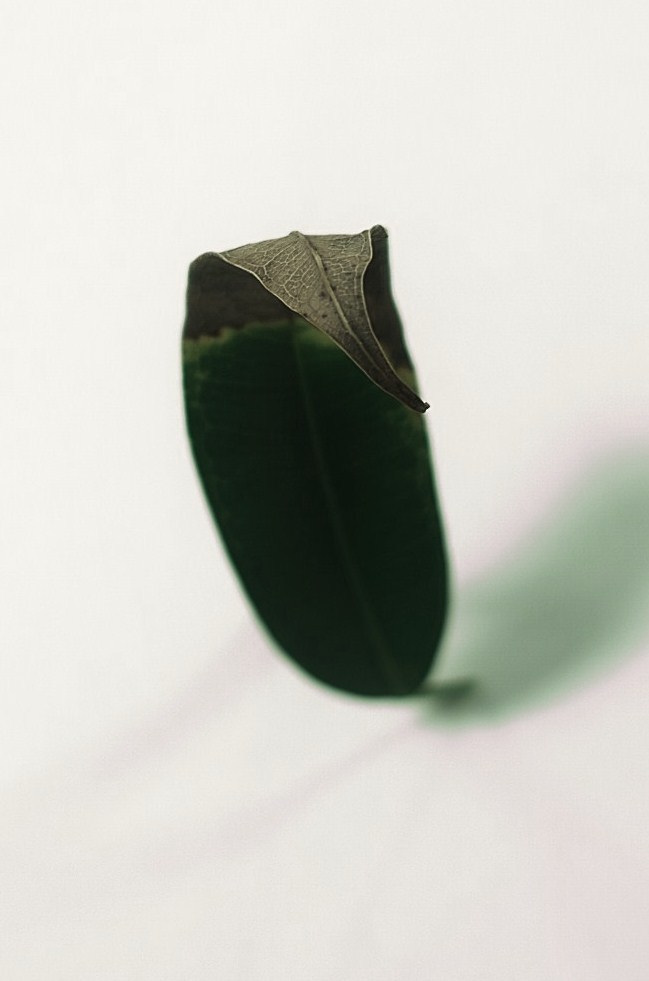 Leaf:autumn06