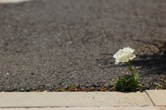 小さな花