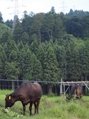 今年も