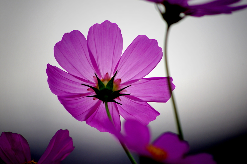 曇天の秋桜