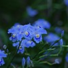 なんて花だろう　