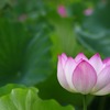 蓮2011-2