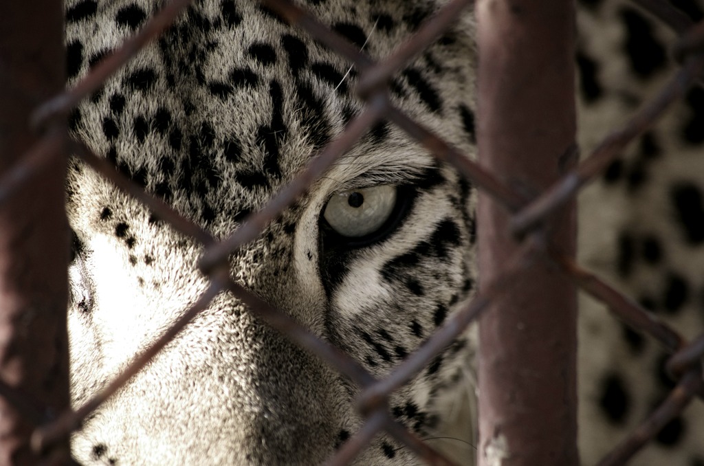 ユキヒョウ