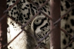 ユキヒョウ