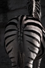 zebra