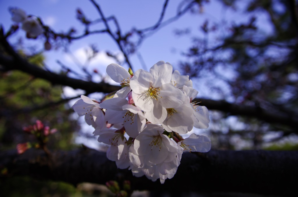 桜
