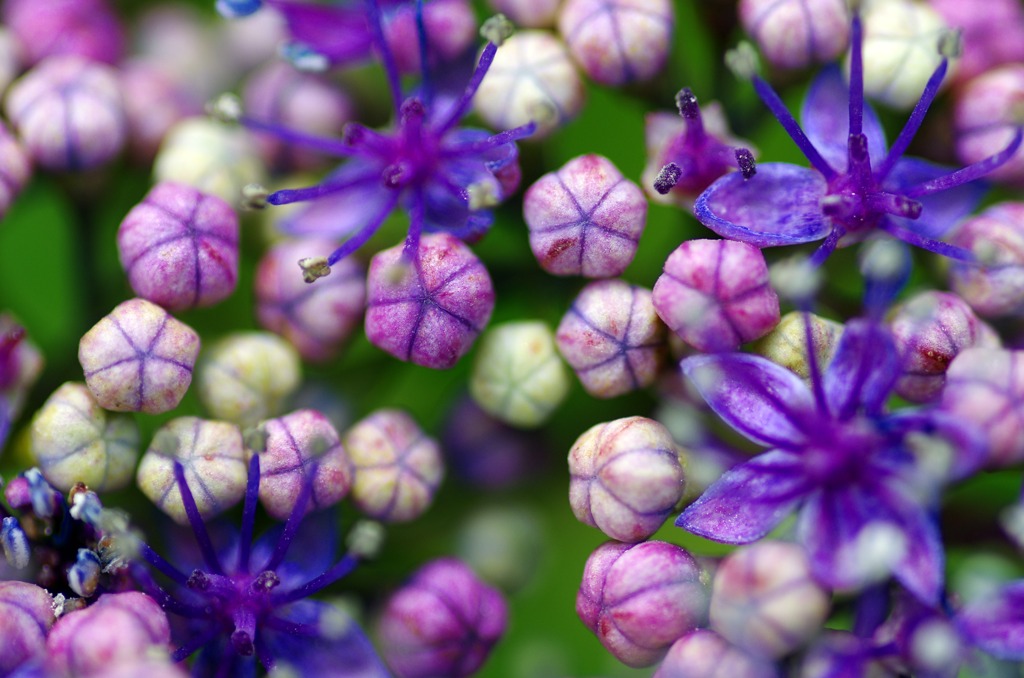 紫陽花　マクロ