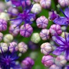 紫陽花　マクロ