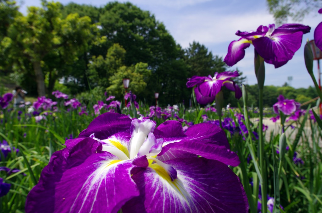 花菖蒲　new　lenz15ｍｍ