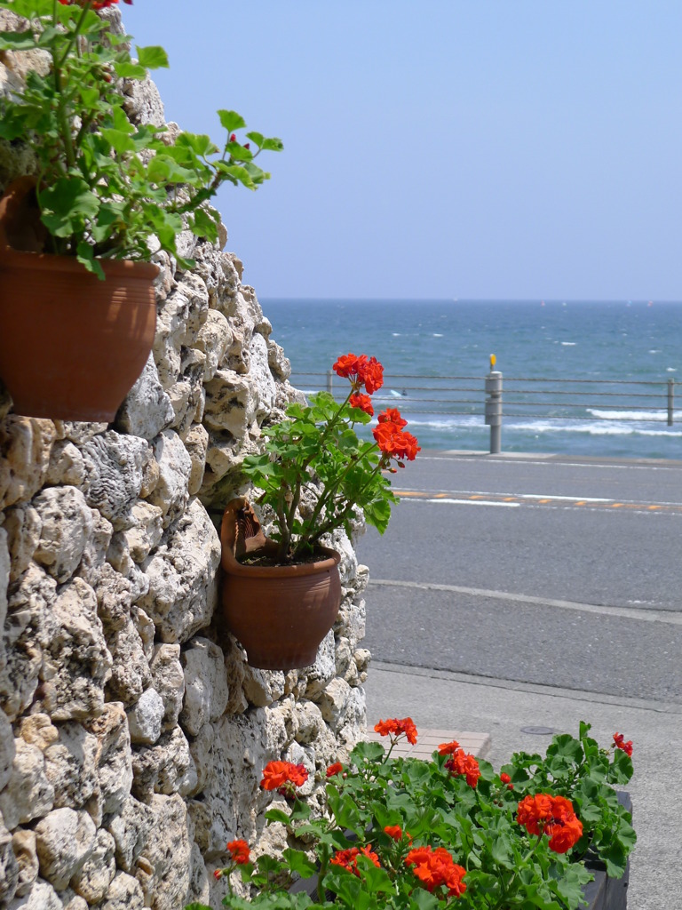 花と海