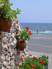 花と海