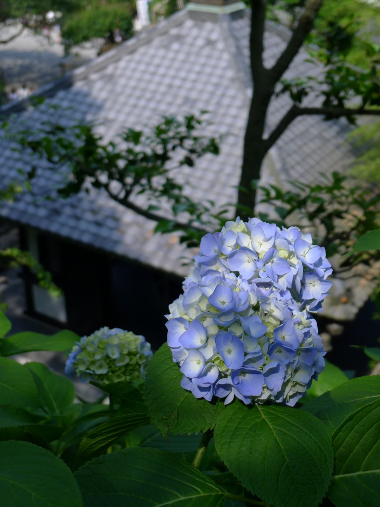 紫陽花
