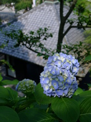 紫陽花