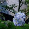 紫陽花