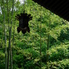 竹林