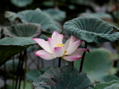 蓮の花