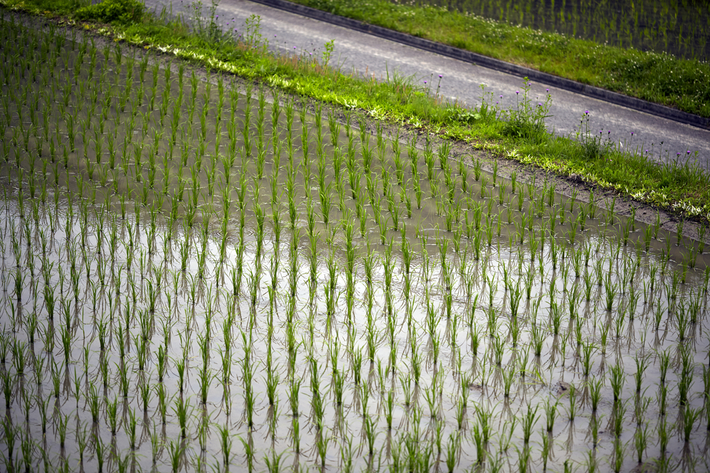 水田