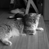 玄関で留守番