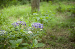 紫陽花 (2)