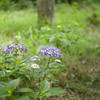紫陽花 (2)