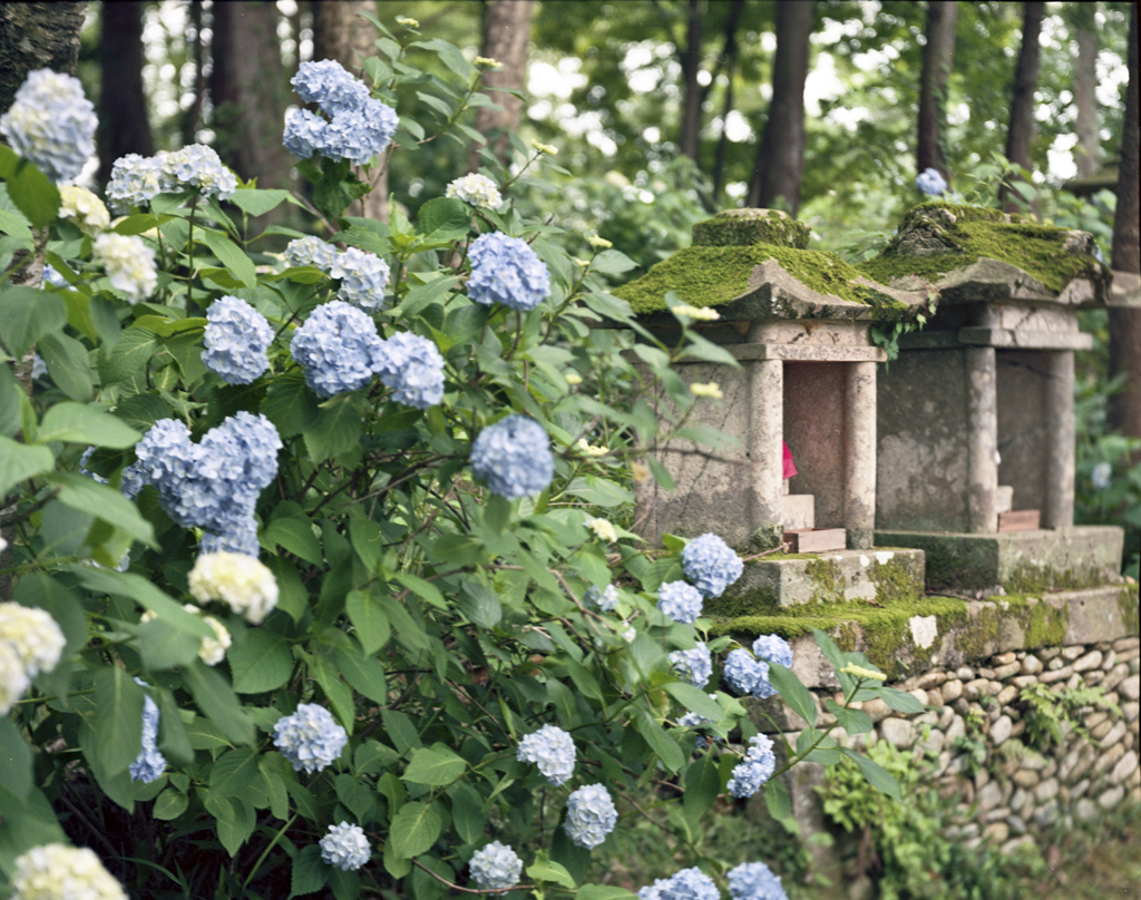 祠と紫陽花