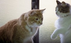 猫たち