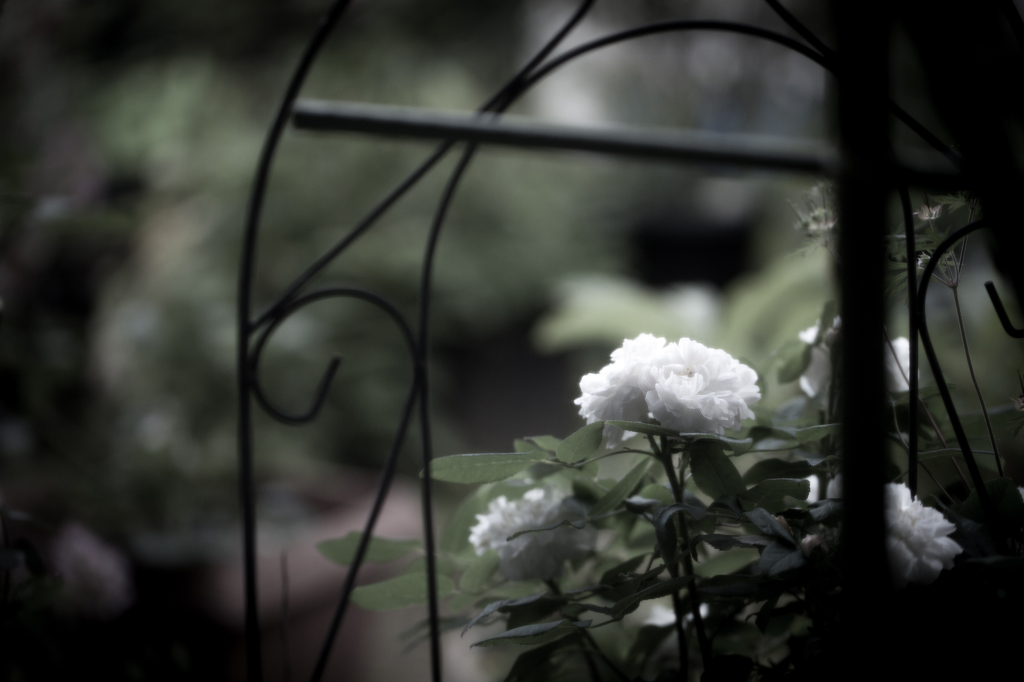 庭の薔薇