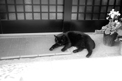 くつろぐアルト