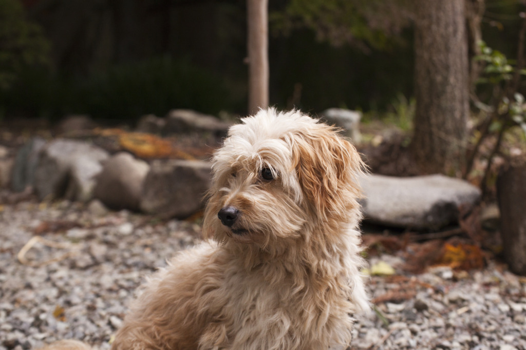 伽耶院の犬