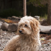 伽耶院の犬