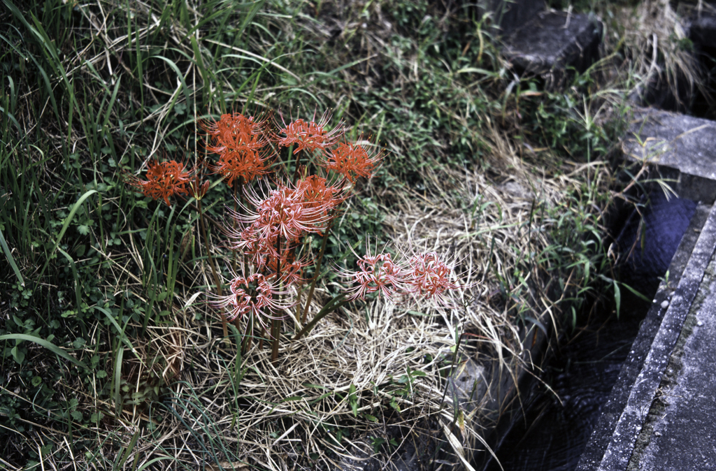 曼珠沙華