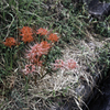 曼珠沙華